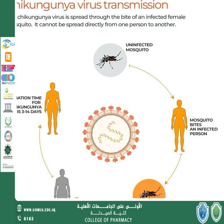 فيروس شيكونغونياChikungunya Virus  عنوان مقالة علمية للدكتورة ندى خزعل كاظم التدريسية في كلية الصيدلة 