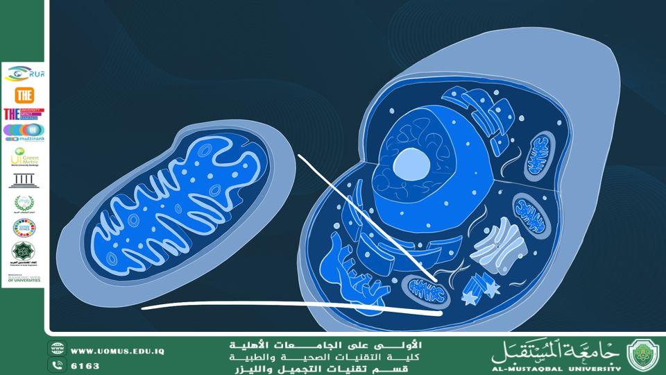 Mitochondrial Inheritance and Its Impact on Health and Disease