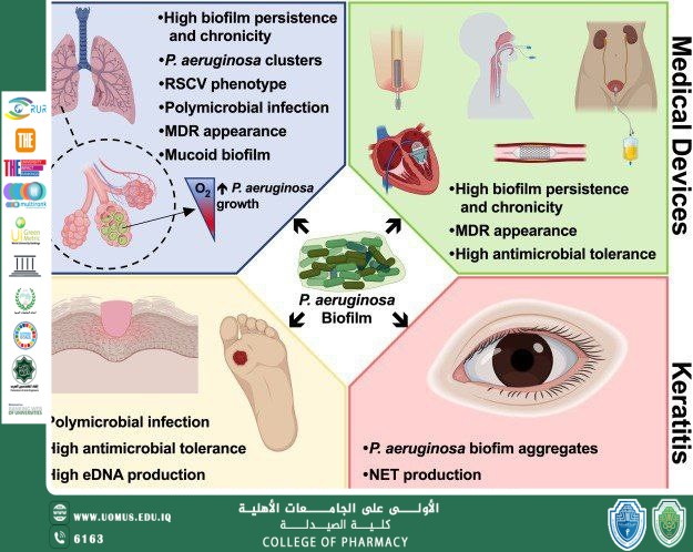 ضمن أهداف التنمية المستدامة مقالة علمية لطلبة المرحلة الثانية من كلية الصيدلة بعنوان (Pseudomonas aeruginosa)