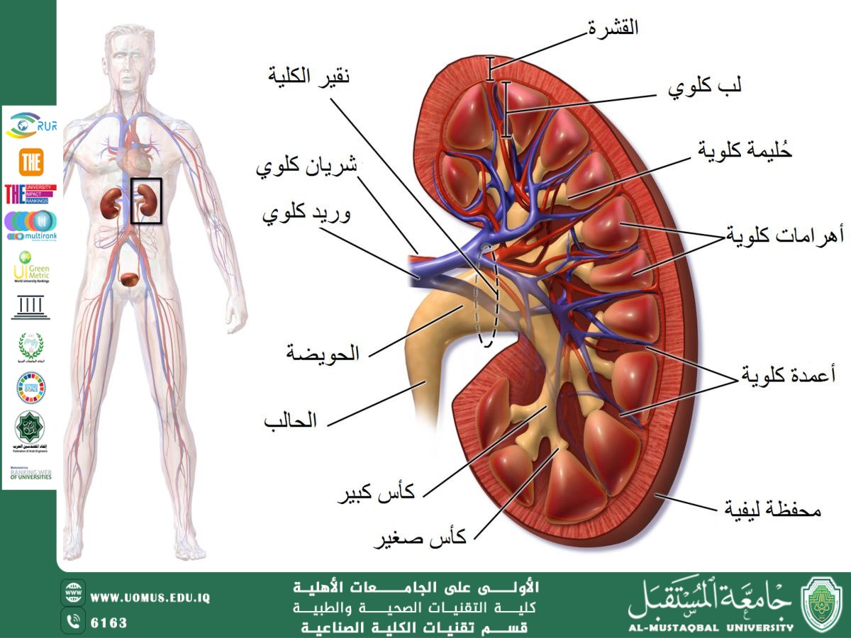  تشريح الكلية البشرية ووظيفتها 