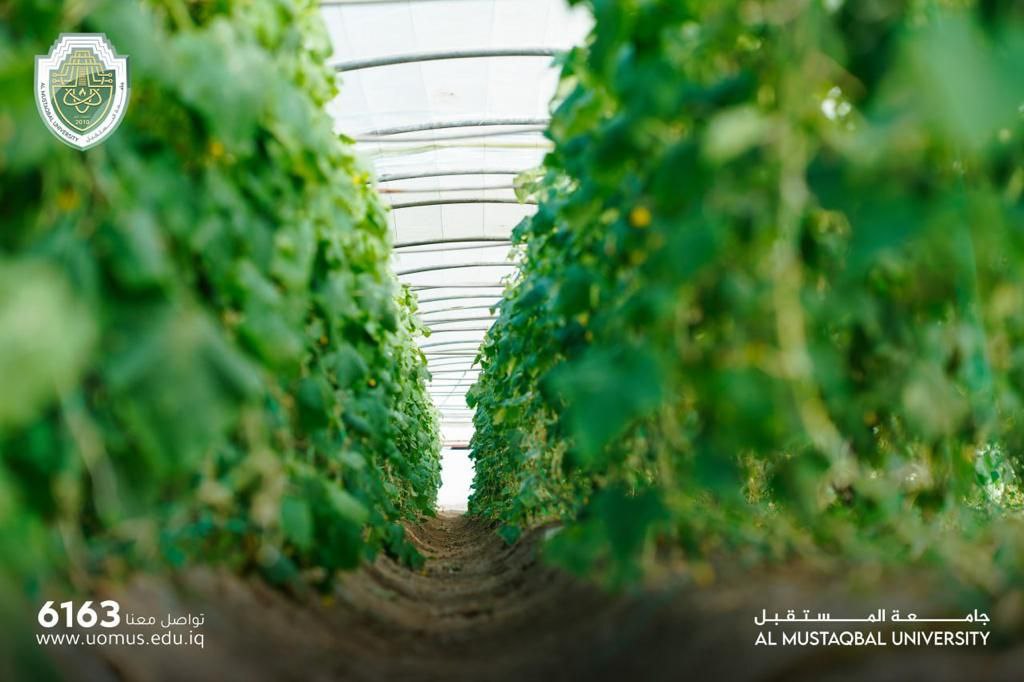 Al-Mustaqbal University Proceeds with its Project to achieve Food Security & Nutrition through the practical implementation of  Sustainable Development Goals